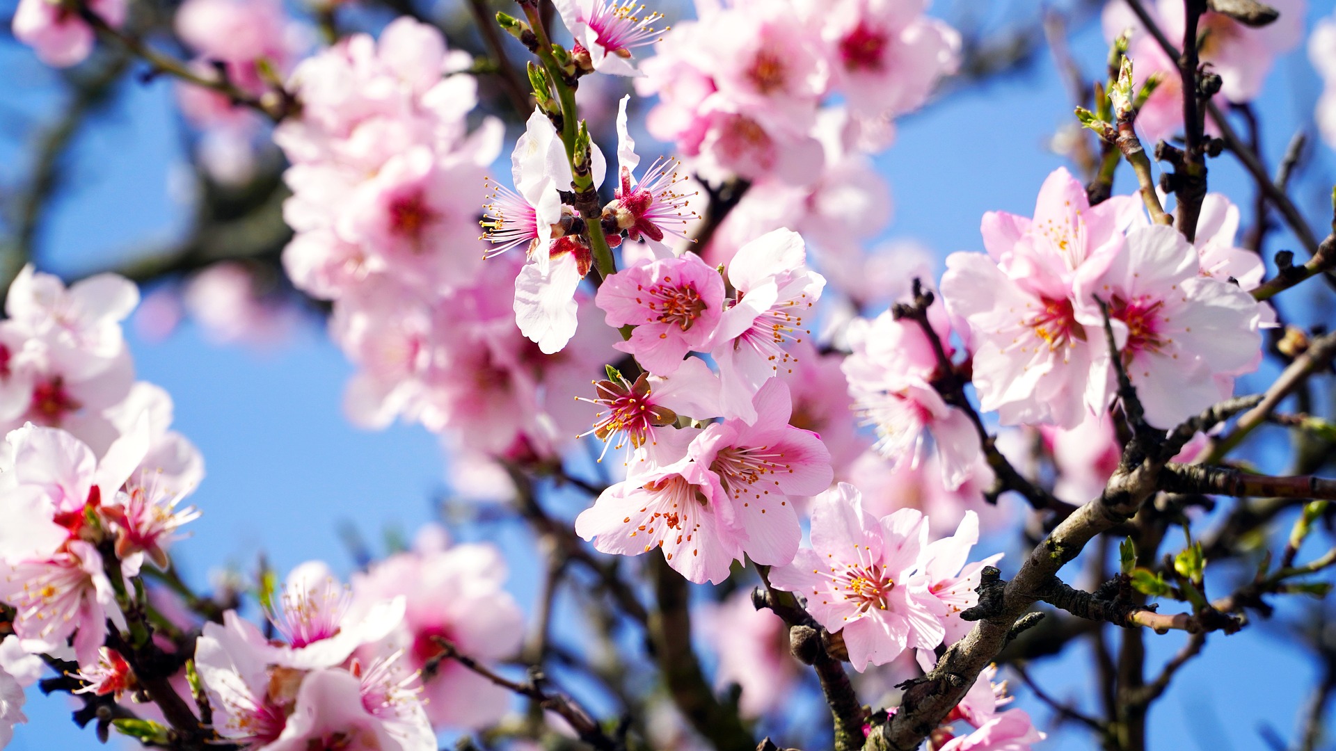 Mandľový olej – tekuté zlato pre vašu pleť a vlasy