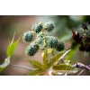 rastlina Ricinus communis
