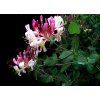 honeysuckle zemolez
